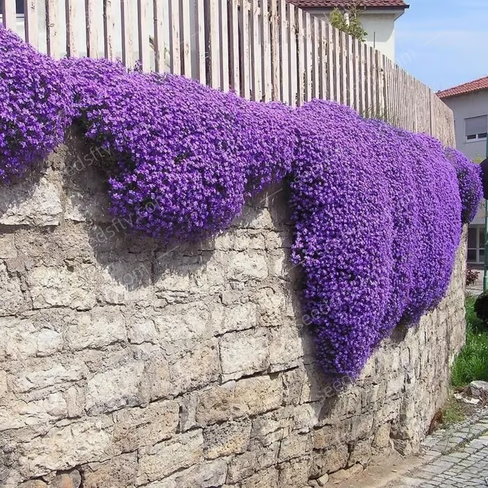 🔥⏰Last Day 70%OFF - ✨Creeping Thyme seeds for four seasons🏡| Create your perfect lawn here🌼