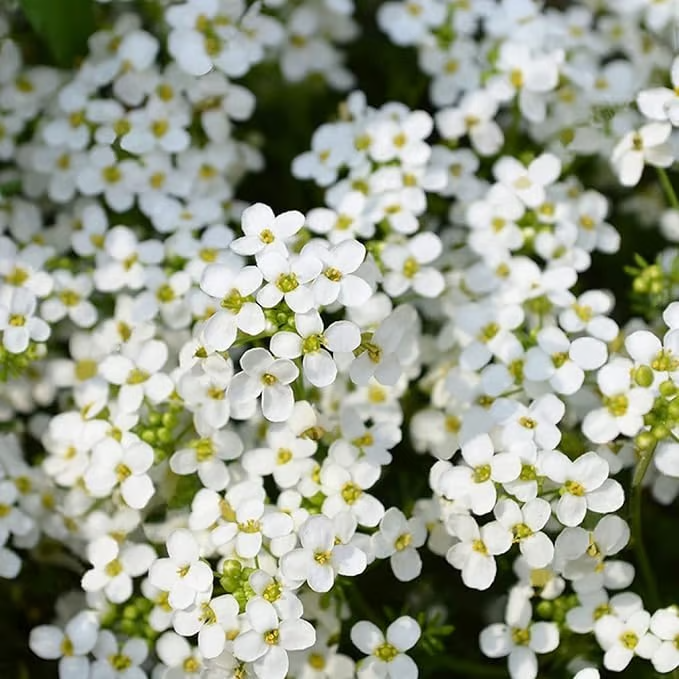 🔥⏰Last Day 70%OFF - ✨Creeping Thyme seeds for four seasons🏡| Create your perfect lawn here🌼