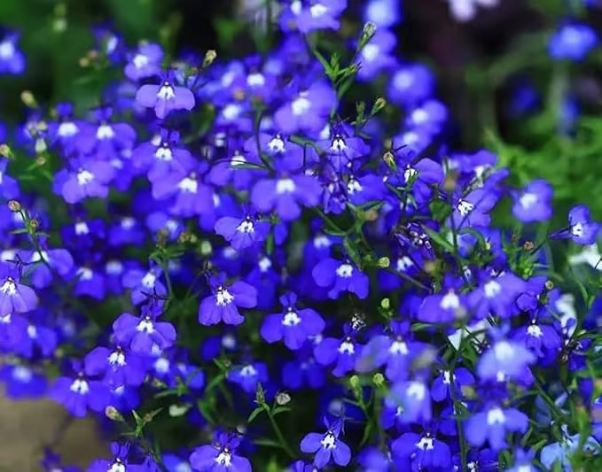 🔥⏰Last Day 70%OFF - ✨Creeping Thyme seeds for four seasons🏡| Create your perfect lawn here🌼